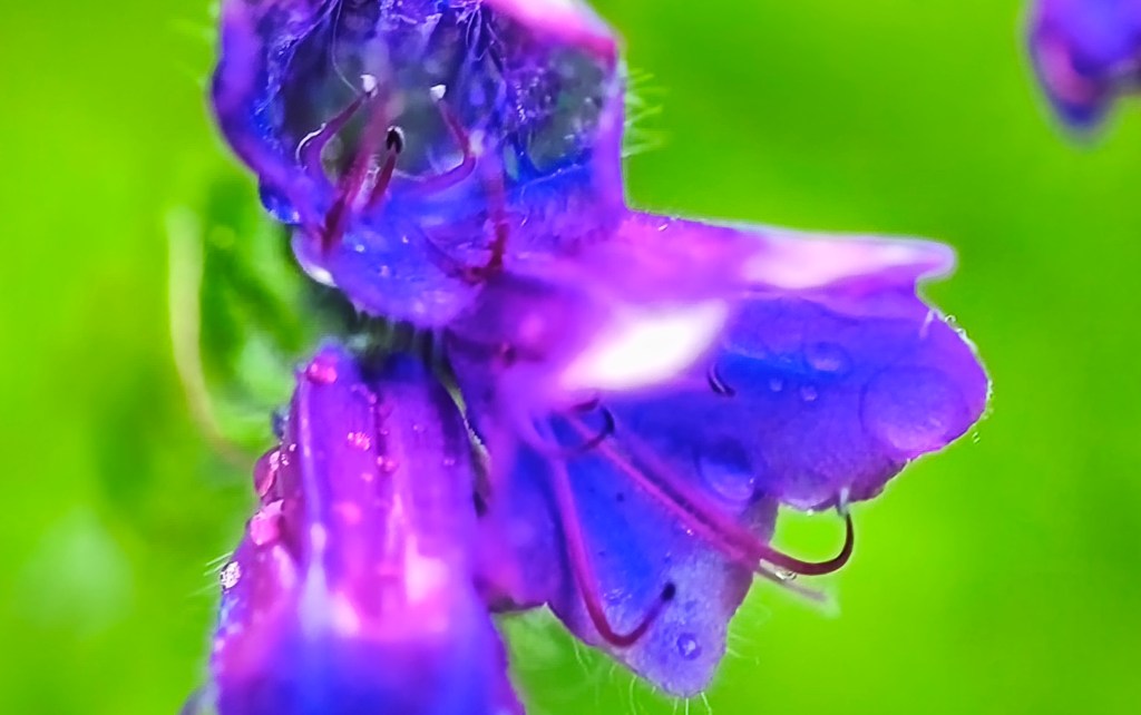 FLORES FRESCAS